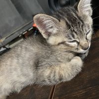 Mikecat 会員画像