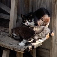 cat house2828 会員画像