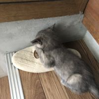 もえこ。 会員画像
