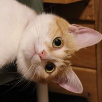 きなこかりん 会員画像