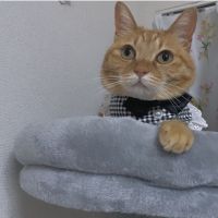 茶トラのメル 会員画像