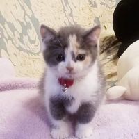 ・アンナ・さん