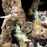 猫屋敷プラスワンさん