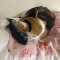 ももミコ 会員画像