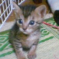 ポンチョ 会員画像