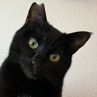 てつのんさん