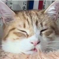 ココにゃんこりん 会員画像