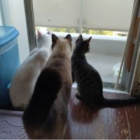 ダウトファイア 会員画像