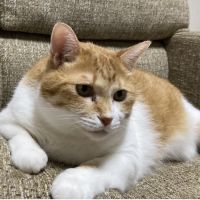 ピロピーさん