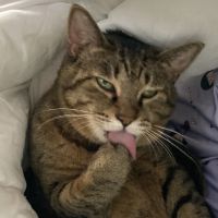 月明かりランさん