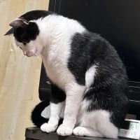 すこんぶまるさん