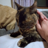 サビ猫　しずくさん