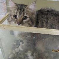 クータン 会員画像