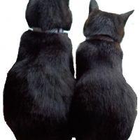 よしただ