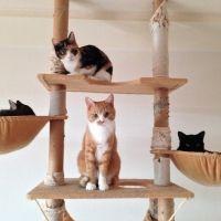 S家のニャンコ達 会員画像