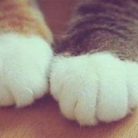 卵かけごはん 会員画像