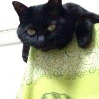 ももにゃ！さん