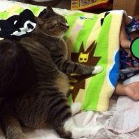 ふちゃごり 会員画像