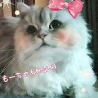 もちょさん 会員画像