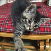 モンテゴさんさん