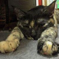 ねこさば 会員画像