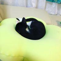 ごまじろう
