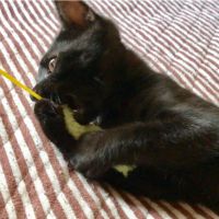 黒猫蘭丸 会員画像