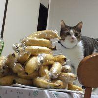 こたこたたまくろー 会員画像