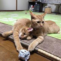 猫初心者ファミリーさん