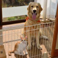 猫犬ライフ 会員画像