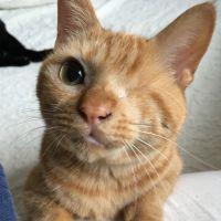nekoapartment 会員画像
