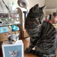 みやねこやま 会員画像