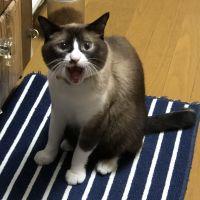 ぴぴぶな 会員画像