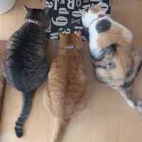 にゃんこのママ 会員画像