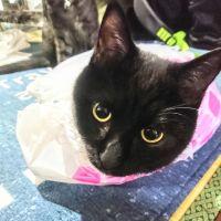 黒ヤギさん 会員画像