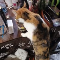 きたにゃん 会員画像
