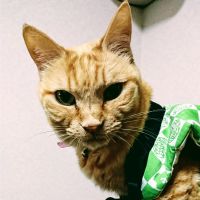 チュモ 会員画像