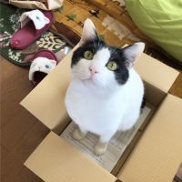 ネコスキレナ 会員画像