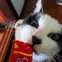 ふうたちび 会員画像