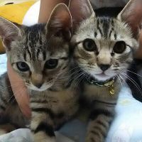 ふうとらいとてん 会員画像