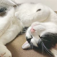 のあちゃ 会員画像