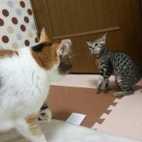 ももかん 会員画像