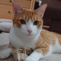 チョビっつ 会員画像