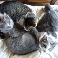 あもにゃん 会員画像