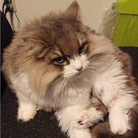 プリン0612 会員画像