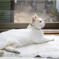 にゃんぴーず 会員画像