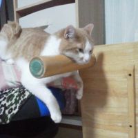 さちとんさん