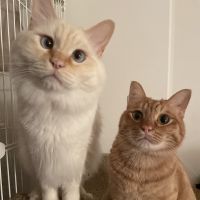 あめちゃまま 会員画像