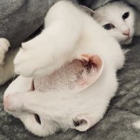 mememoo 会員画像