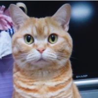 ヤスニャンさん